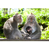 Monkey family - long tailed macaques - father, mother and child