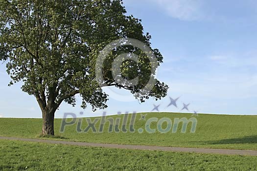 A tree on the green field A tree on the green field