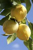 Three lemons on the lemon tree
