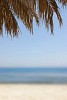 Palmtree branches and blurred beach