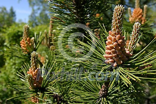 Pine cones in spring Pine cones in spring