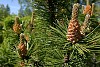 Pine cones in spring