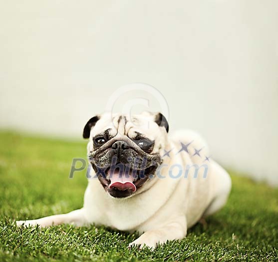Beige pug resting on the grass Beige pug resting on the grass