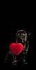 Black pug on a black background holding a red heart