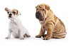 Isolated two puppies