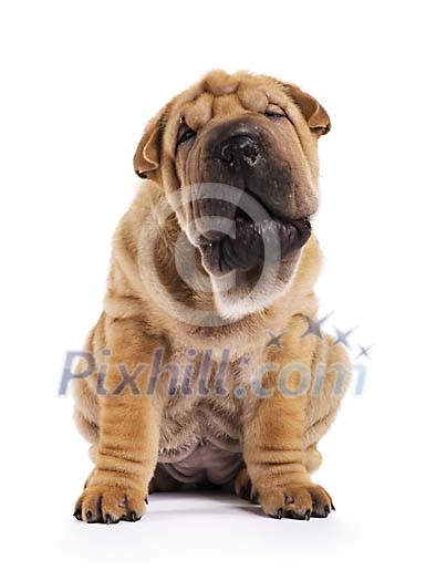 Isolated shar pei puppy Isolated shar pei puppy